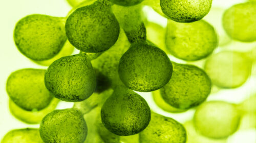 Vision microscopique d'une plante.