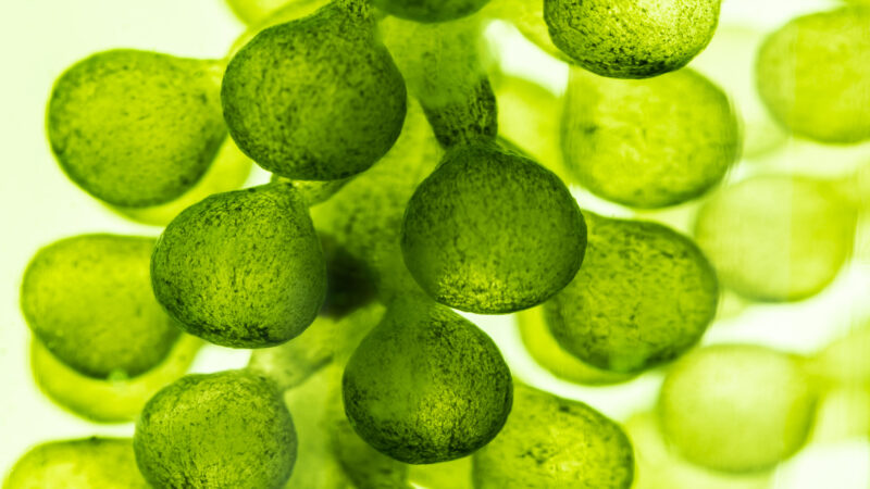Vision microscopique d'une plante.
