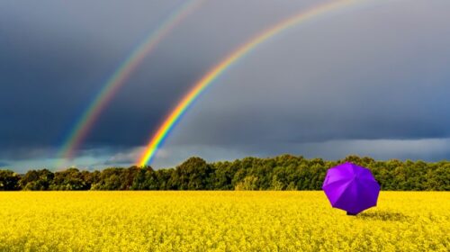 Parapluie violet dans un champs, face à un double arc-en-ciel.