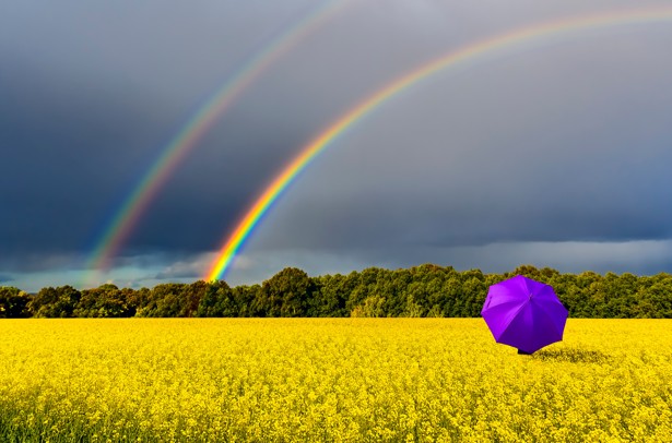 Parapluie violet dans un champs, face à un double arc-en-ciel.